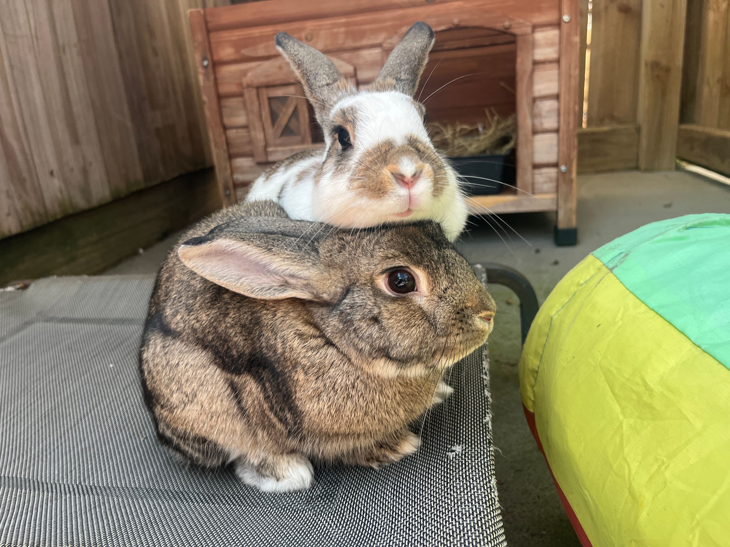 Foster Rabbits