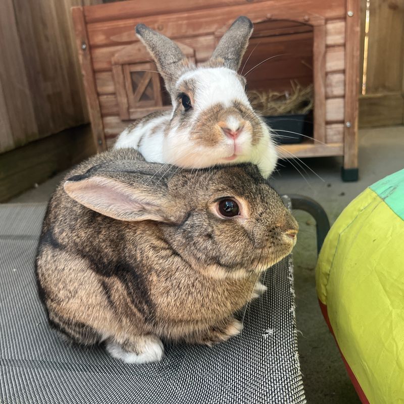 Photo of Foster Rabbits