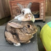 Photo of Foster Rabbits