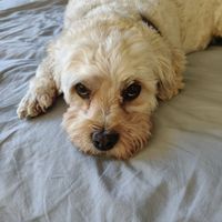 Photo of Archie