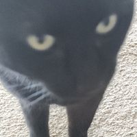 Photo of Cat