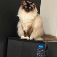 Photo of Coby