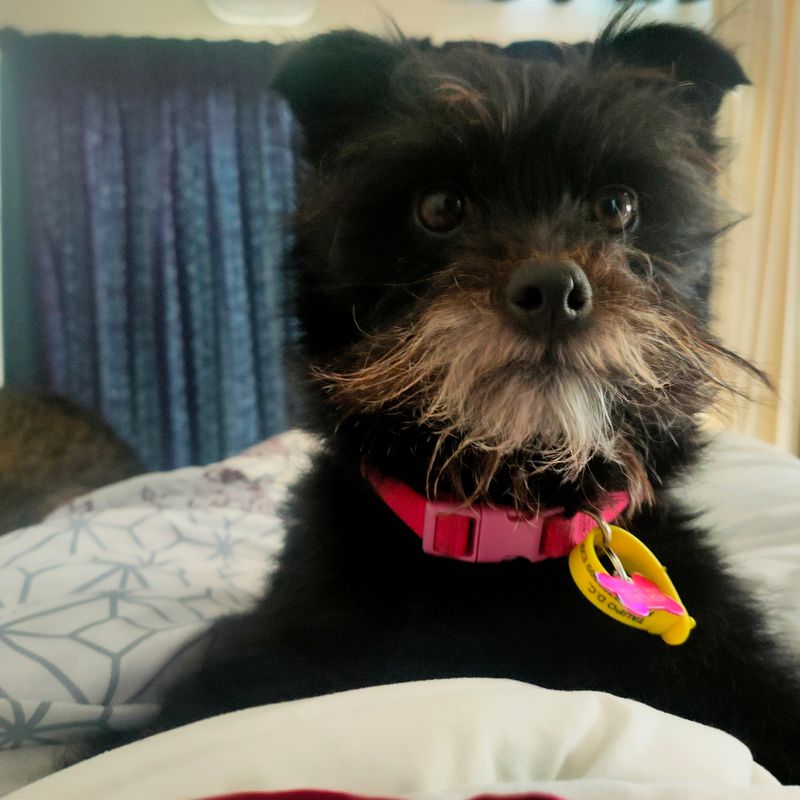 Photo of Roxy