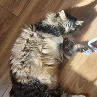 Photo of Dehumidifier