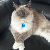 Photo of Mushu