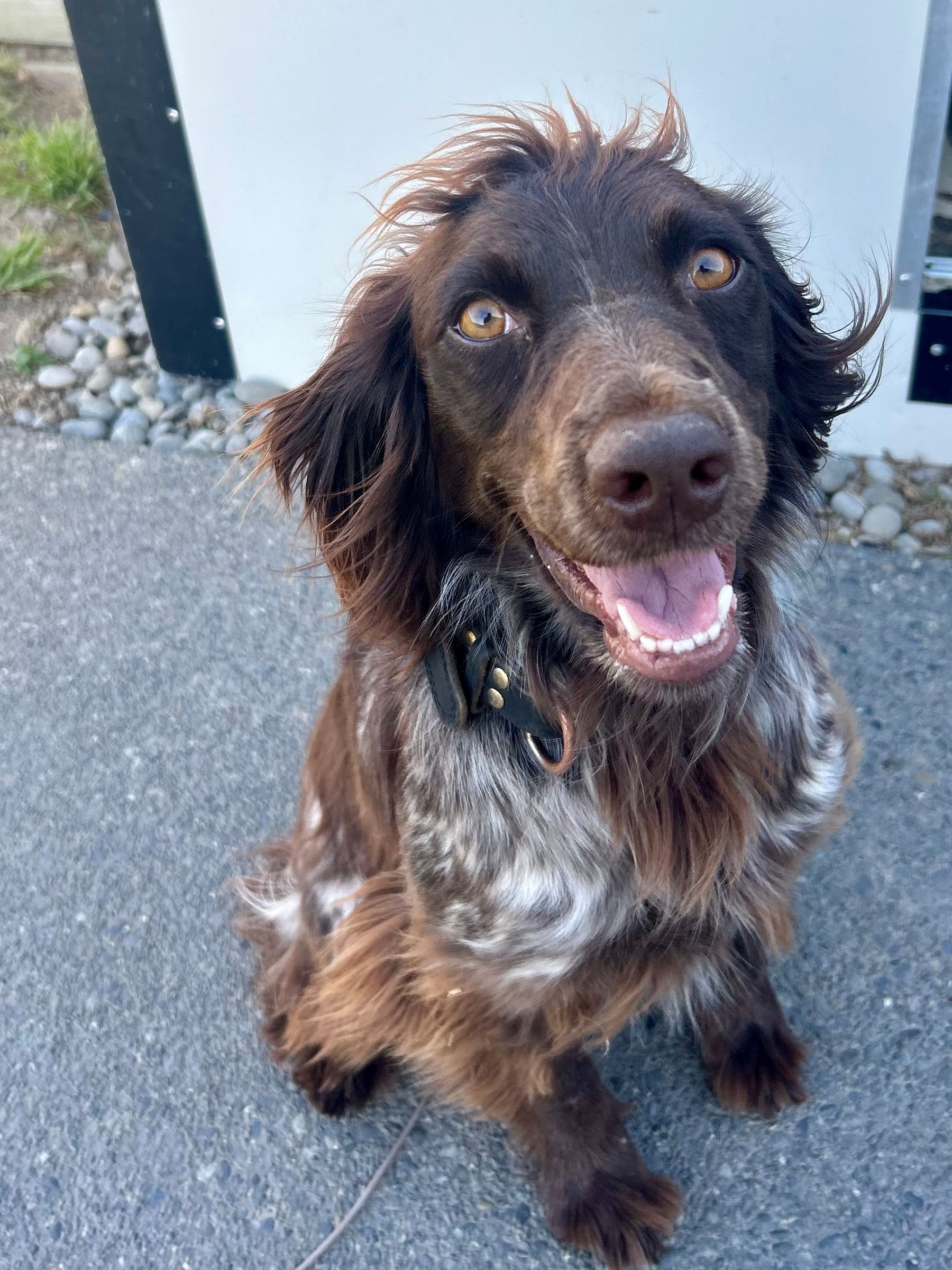 Remi