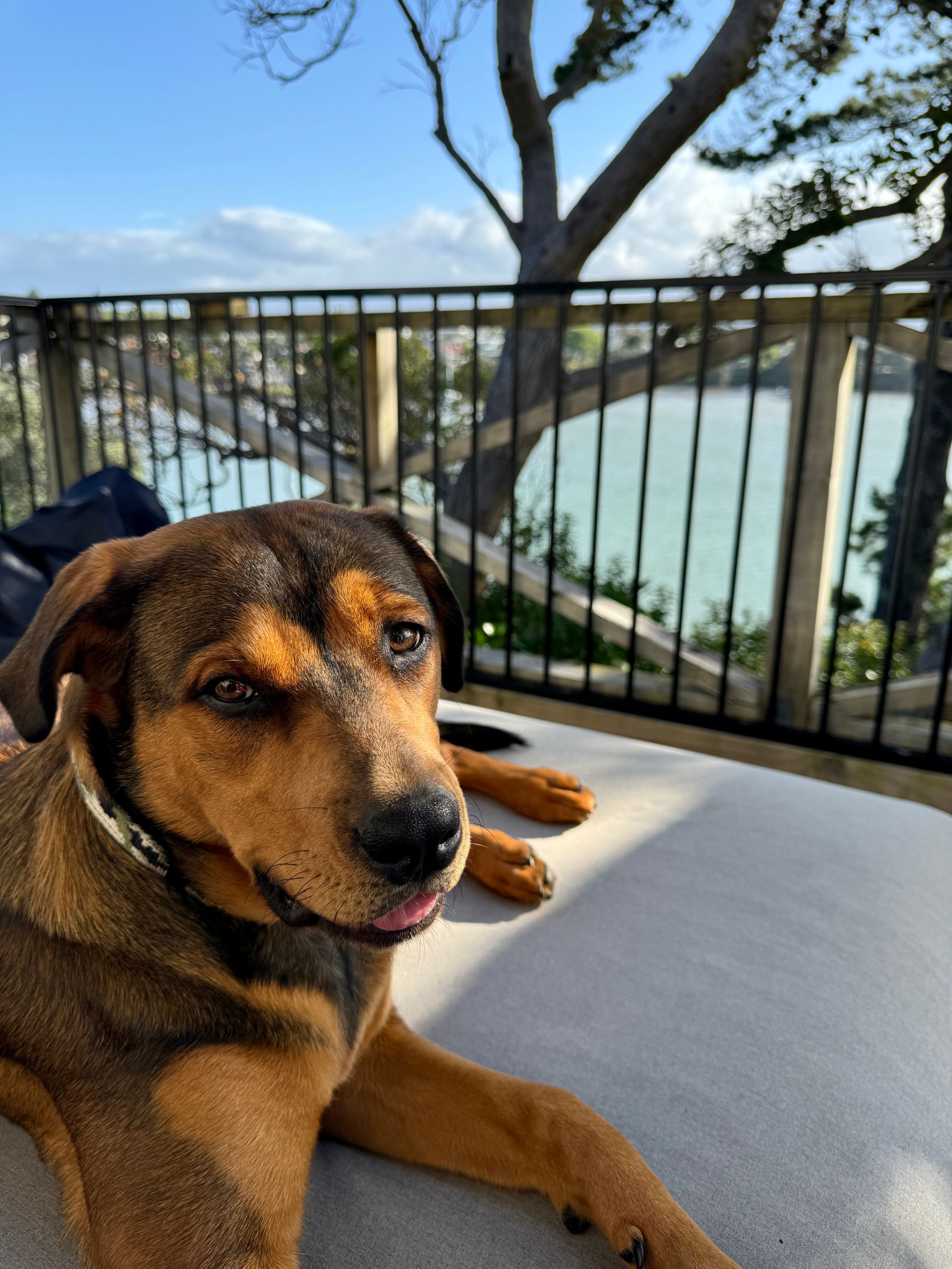 Bella